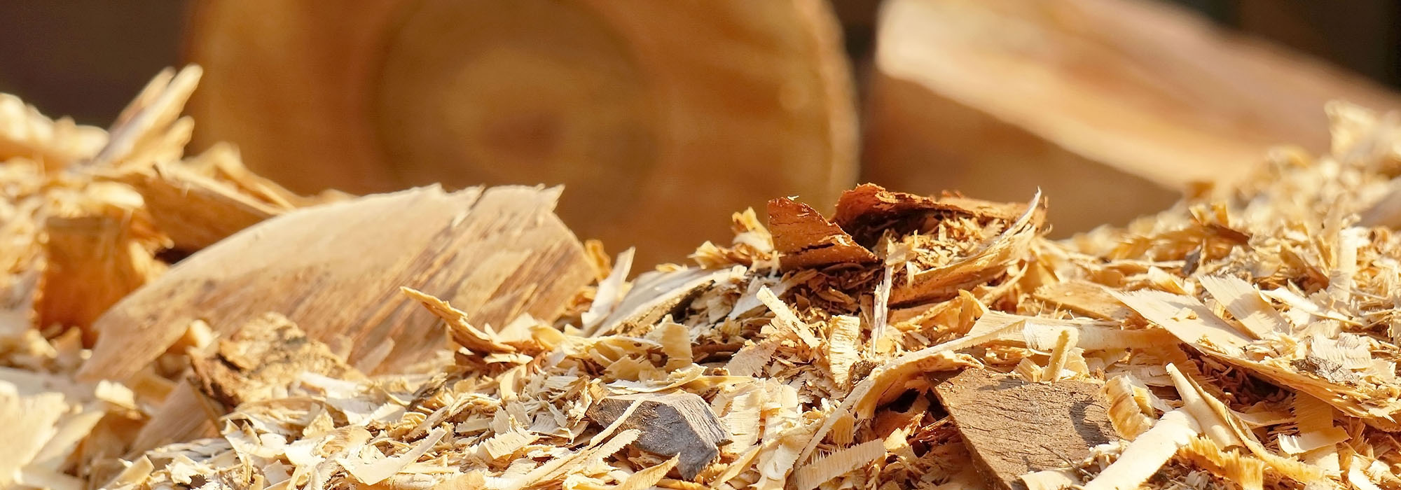 blog-zirbe-header